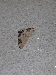 Xanthorhoe fluctuata