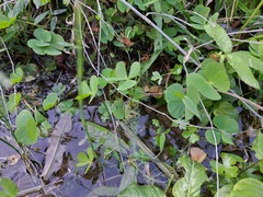 Marsilea minuta