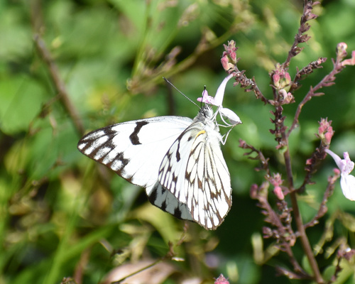 African Veined White photo 4