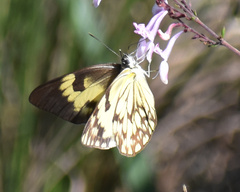 Belenois gidica abyssinica