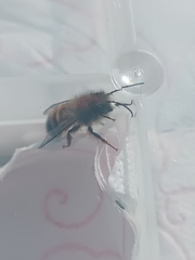 Osmia