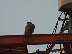 Falco peregrinus