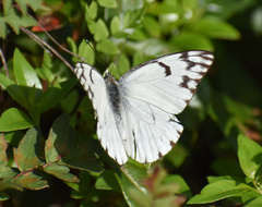 Belenois gidica abyssinica