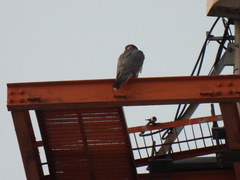 Falco peregrinus