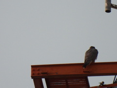 Falco peregrinus