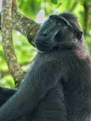 Macaca nigra