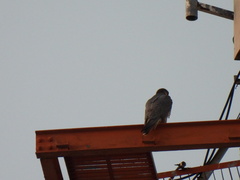 Falco peregrinus