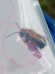 Osmia