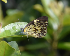 Belenois gidica abyssinica