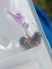 Osmia