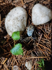 Platypleura kaempferi