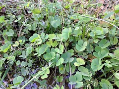 Marsilea minuta