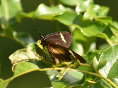 Acraea esebria