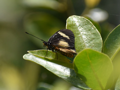 Acraea esebria