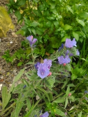 Echium judaeum