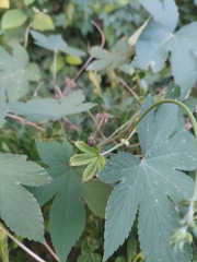 Eurystylus coelestialium