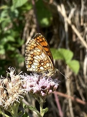 Melitaea celadussa