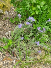 Echium judaeum