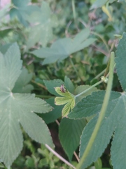 Eurystylus coelestialium