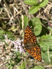 Melitaea celadussa