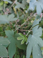 Eurystylus coelestialium