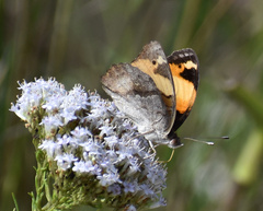 Junonia hierta cebrene