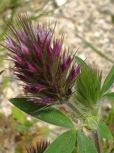 Image of Trifolium dasyurum by (c) Mitch Van Dyke, some rights reserved (CC BY)