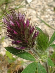 Trifolium dasyurum