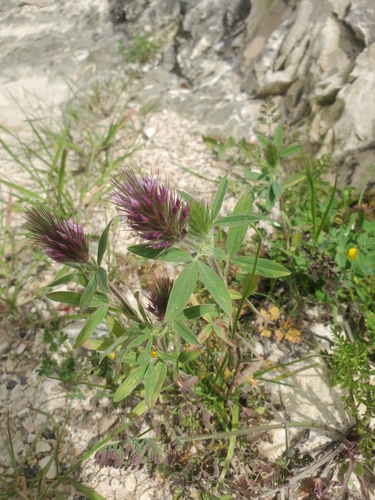 Image of Trifolium dasyurum by (c) Mitch Van Dyke, some rights reserved (CC BY)