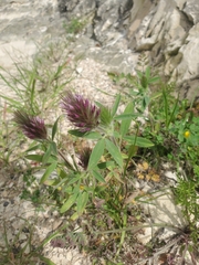 Trifolium dasyurum