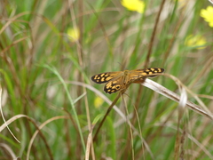 Heteronympha paradelpha