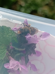 Anthophora plumipes