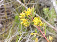 Penaea acutifolia