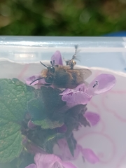 Anthophora plumipes
