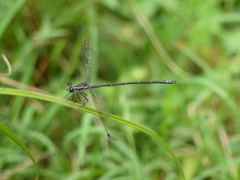 Austroargiolestes icteromelas