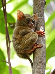 Tarsius spectrumgurskyae