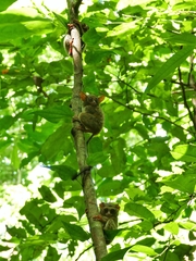 Tarsius spectrumgurskyae