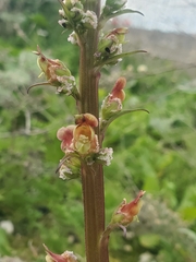 Scrophularia