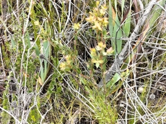Penaea acutifolia