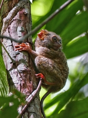 Tarsius spectrumgurskyae