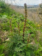 Scrophularia