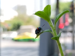 Parheminodes pulcher