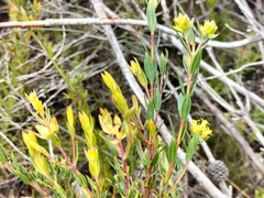 Penaea acutifolia