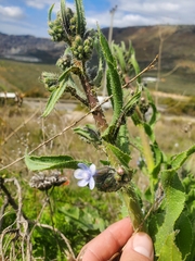Anchusa