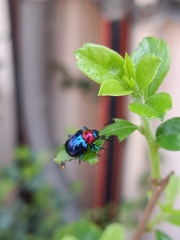 Parheminodes pulcher