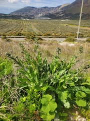 Anchusa