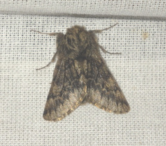 Apocheima hispidaria