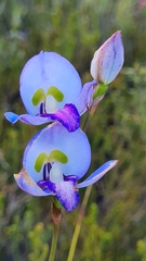 Disa graminifolia