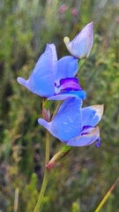 Disa graminifolia