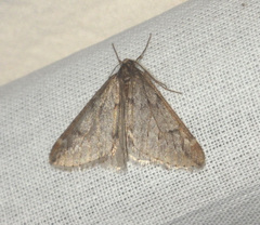 Alsophila aescularia